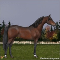 Horse Color:Brown 