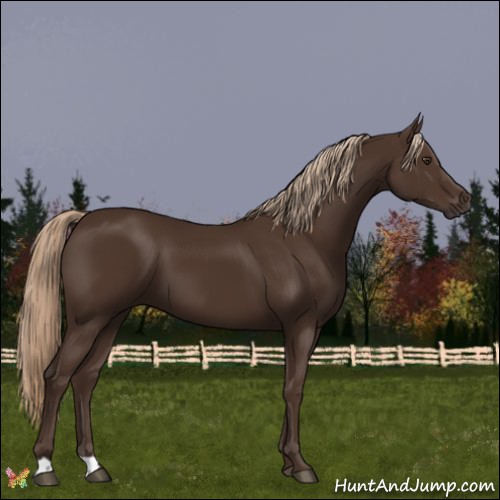 Horse Color:Liver Chestnut 