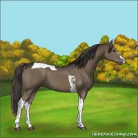 Horse Color:Smoky Black Tobiano