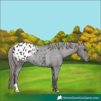 Horse Color:Smoky Black Appaloosa Rabicano 