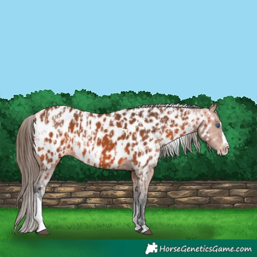 Horse Color:Bay Splash Tobiano Appaloosa  and Bay Splash Tobiano Appaloosa 