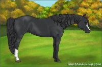 Horse Color:Black 
