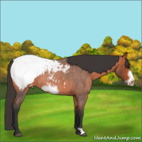 Horse Color:Bay Roan Frame Appaloosa