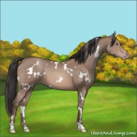 Horse Color:White Spotted Sable Champagne 