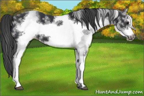 Horse Color:White Spotted Black Frame Varnish