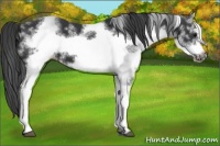 Horse Color:White Spotted Black Frame Appaloosa