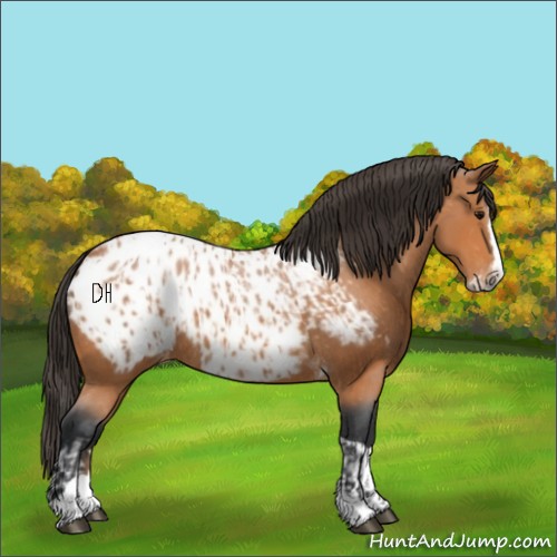 Horse Color:Bay Splash Tobiano Appaloosa  and Bay Splash Tobiano Appaloosa 