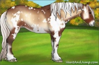 Horse Color:White Spotted Silver Bay Onyx Rabicano