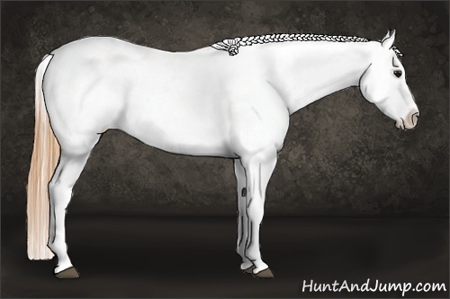 Horse Color:White Spotted Buckskin Splash Appaloosa 