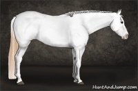 Horse Color:White Spotted Buckskin Splash Near Leopard 
