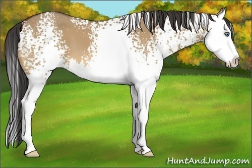 Horse Color:White Spotted Buckskin Dun Splash 