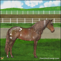 Horse Color:White Spotted Liver Chestnut 