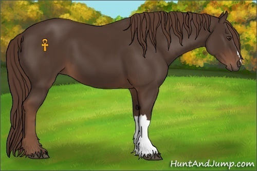 Horse Color:Liver Chestnut
