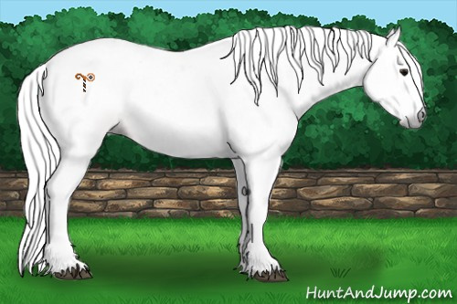 Horse Color:Gray Bay Sabino