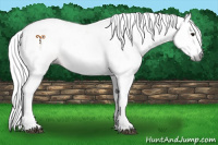 Horse Color:Gray Bay Sabino 