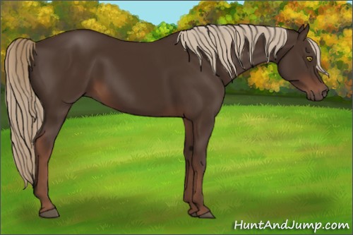 Horse Color:Liver Chestnut 