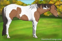 Horse Color:Bay Tobiano