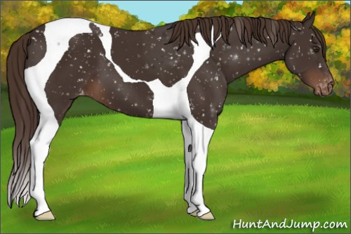 Horse Color:Liver Chestnut Tobiano Snowflake Varnish