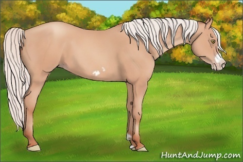 Horse Color:Silver Amber Champagne Frame 