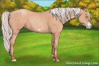 Horse Color:Silver Amber Champagne Frame 
