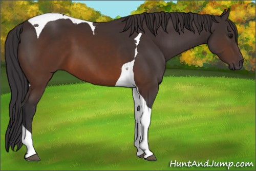Horse Color:Buckskin Tobiano 
