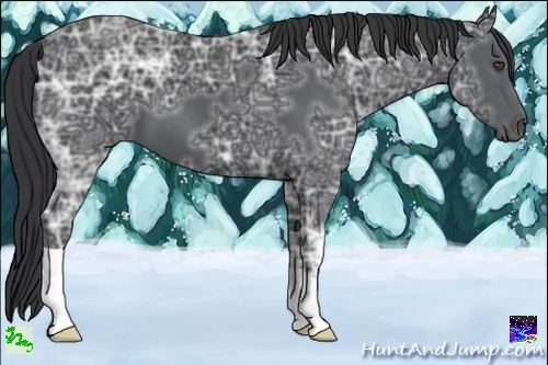 Horse Color:Black Ice 