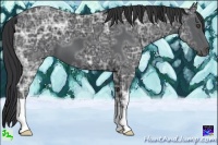 Horse Color:Black Ice