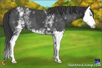 Horse Color:White Spotted Smoky Blue Roan Splash 