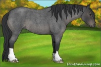 Horse Color:Blue Roan