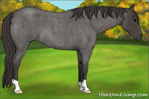Horse Color:Smoky Blue Roan 