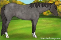 Horse Color:Smoky Blue Roan