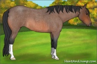 Horse Color:Bay Roan