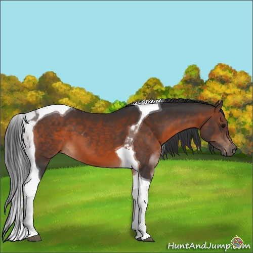 Horse Color:Brown Tobiano