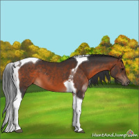 Horse Color:Brown Tobiano
