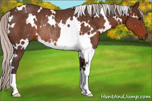 Horse Color:White Spotted Silver Brown Rabicano 