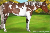 Horse Color:White Spotted Silver Brown Rabicano 