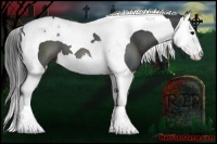 Horse Color:Black Sabino Splash Tobiano