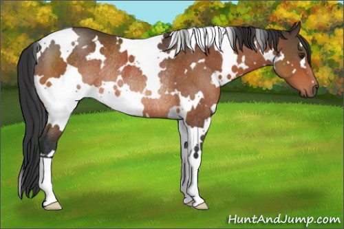 Horse Color:White Spotted Brown Rabicano