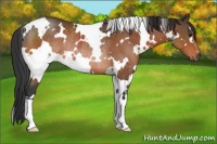 Horse Color:White Spotted Brown Rabicano 