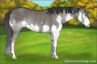 Horse Color:Grullo Splash Rabicano