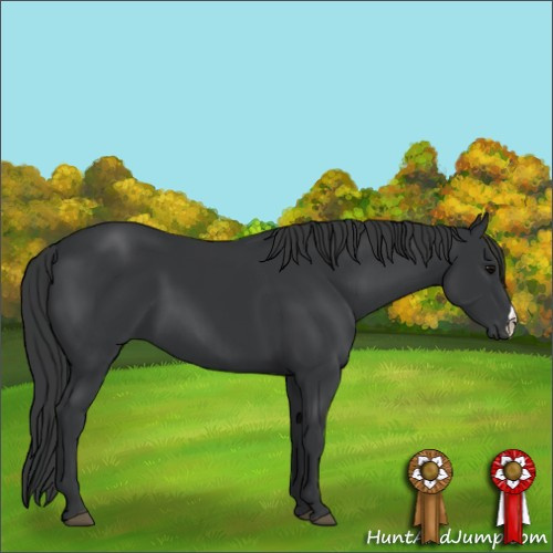 Horse Color:Black 