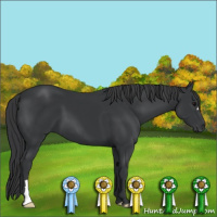 Horse Color:Black 
