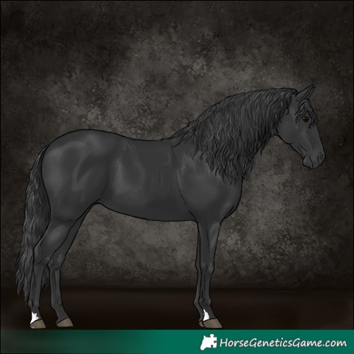 Horse Color:Black 