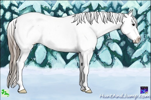 Horse Color:Smoky Black Ice Sabino Appaloosa 