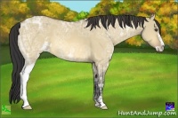 Horse Color:Buckskin Ice Dun Sabino 