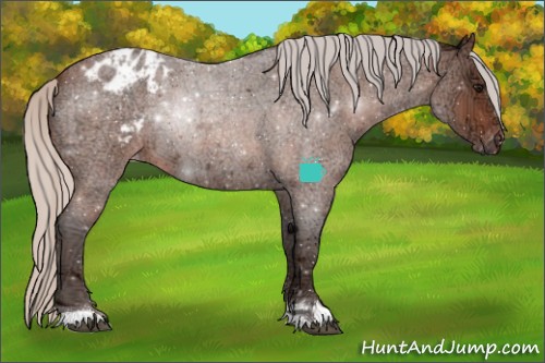 Horse Color:Silver Bay Ice Roan Appaloosa 