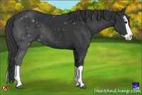 Horse Color:Black Splash