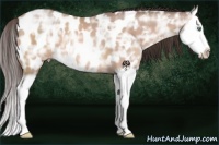 Horse Color:Sable Champagne Ice Splash Appaloosa 