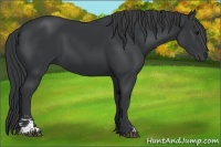 Horse Color:Black Sabino 