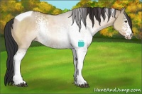 Horse Color:White Spotted Brown Dun Tobiano 